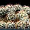 Coryphantha_scniceri